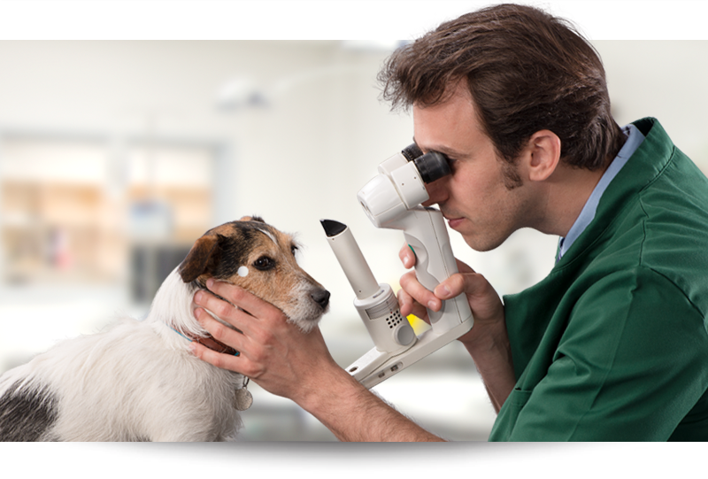Pet care and veterinarian reputation management