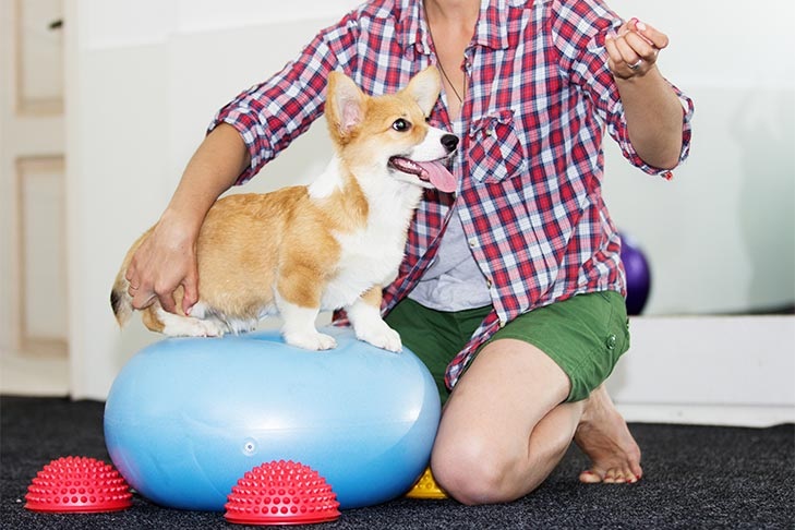 How to Choose the Best Dog Trainer