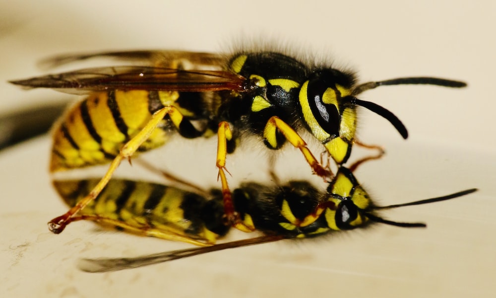 HOW CAN YOU AVOID ATTACK BY WASPS?