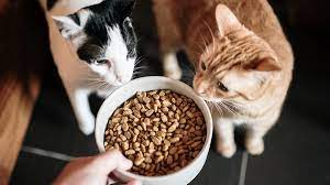 Enlisting Different Types of Foods for Cats