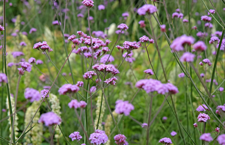 How Tall Verbena Helps the Garden Come Alive