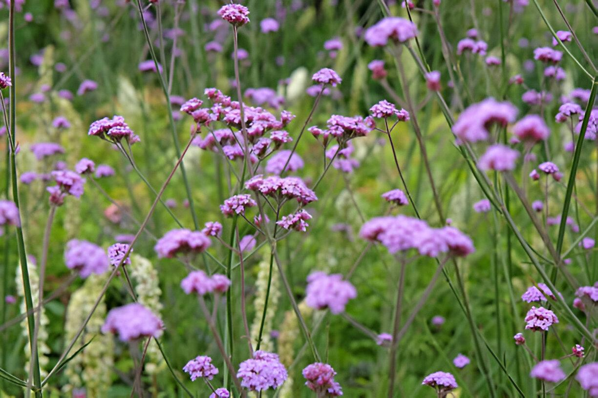 How Tall Verbena Helps the Garden Come Alive